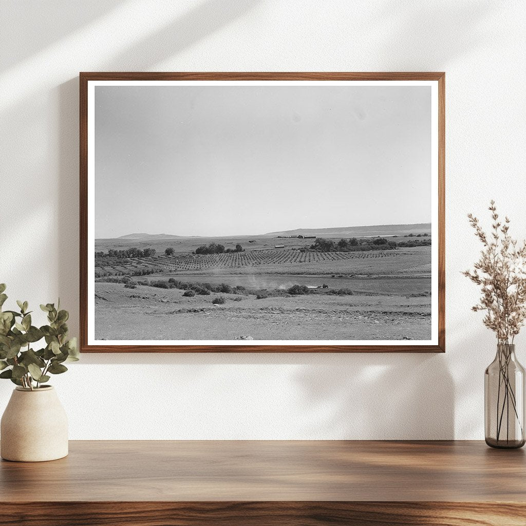 Mora River Valley Orchard September 1939 Vintage Photo