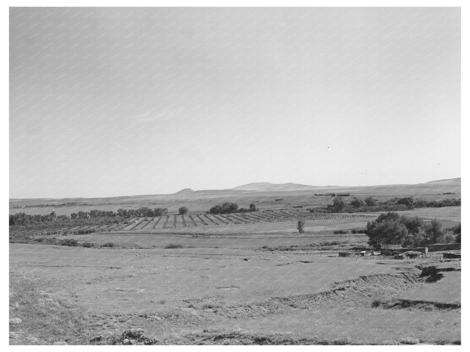 Mora River Valley Orchard September 1939 Image