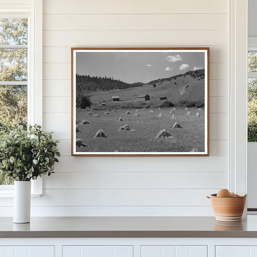 Wheat Field on Spanish-American Farm Holman New Mexico 1939