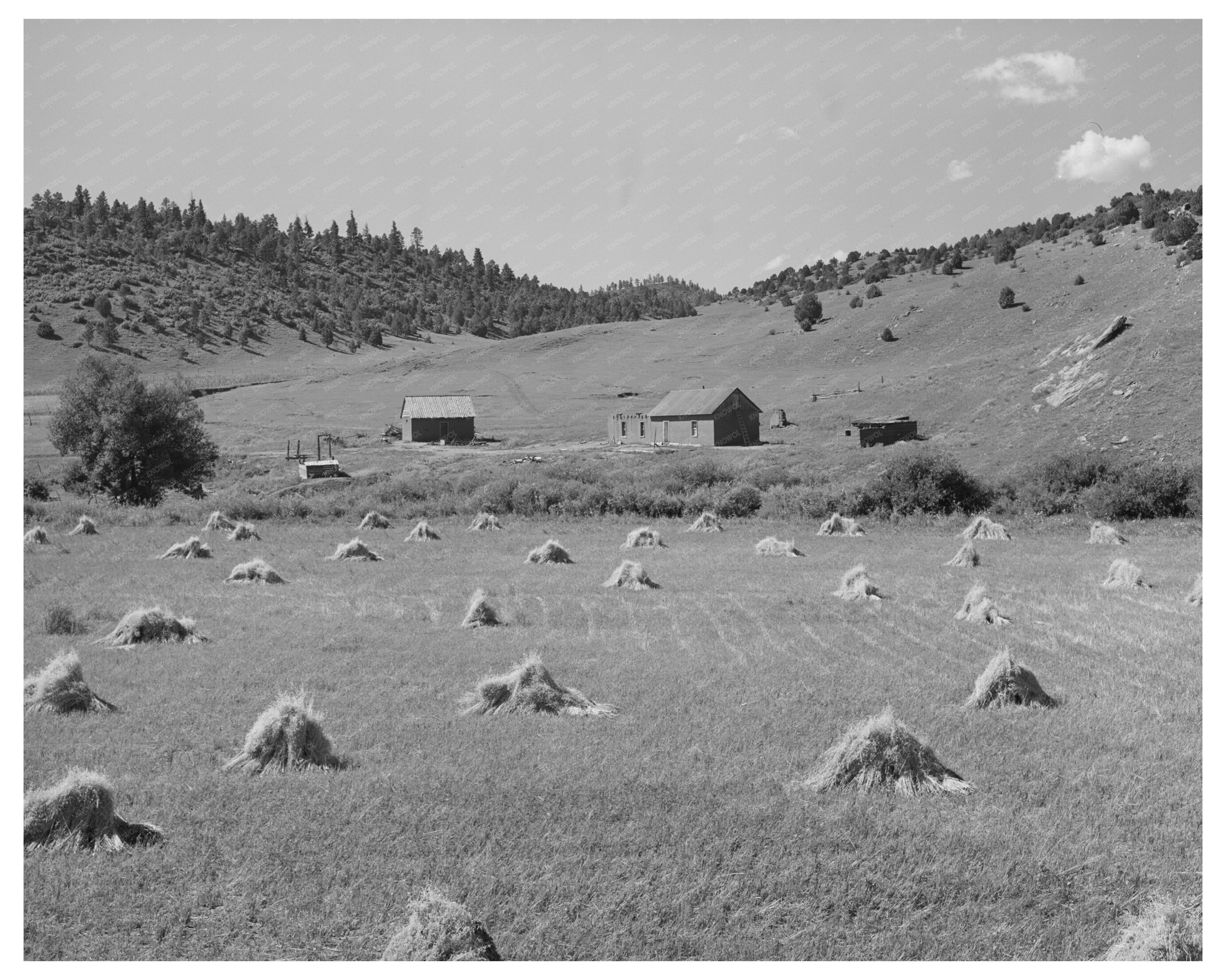 Wheat Field on Spanish-American Farm New Mexico 1939