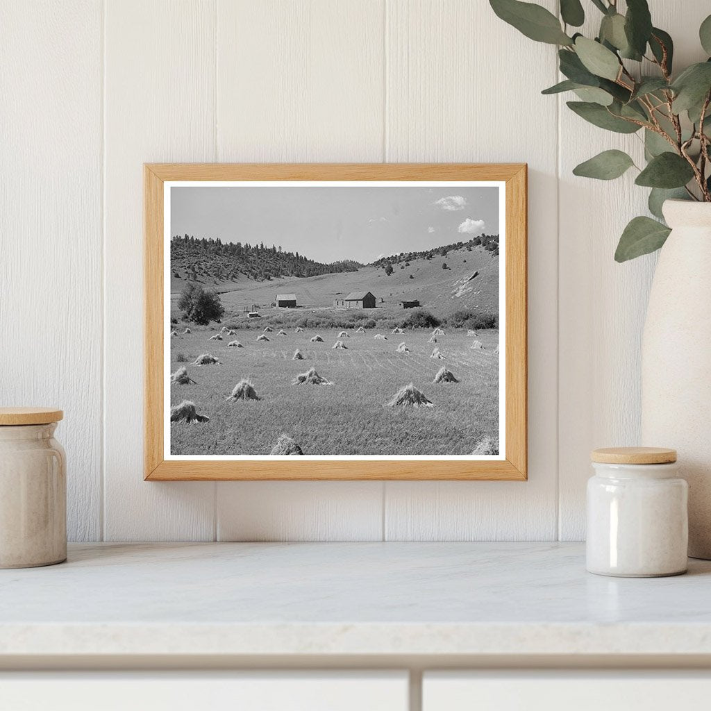 Wheat Field on Spanish-American Farm New Mexico 1939