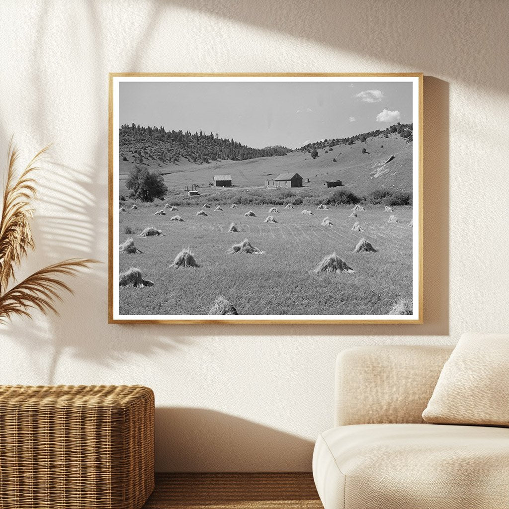 Wheat Field on Spanish-American Farm New Mexico 1939
