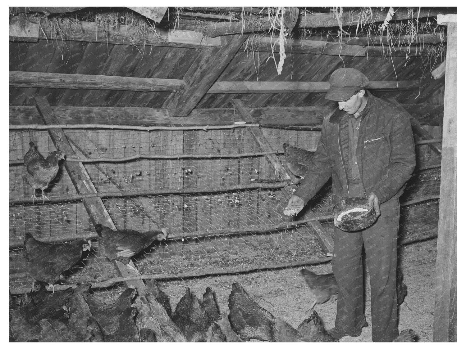 Feeding Chickens on a Vermont Farm October 1939