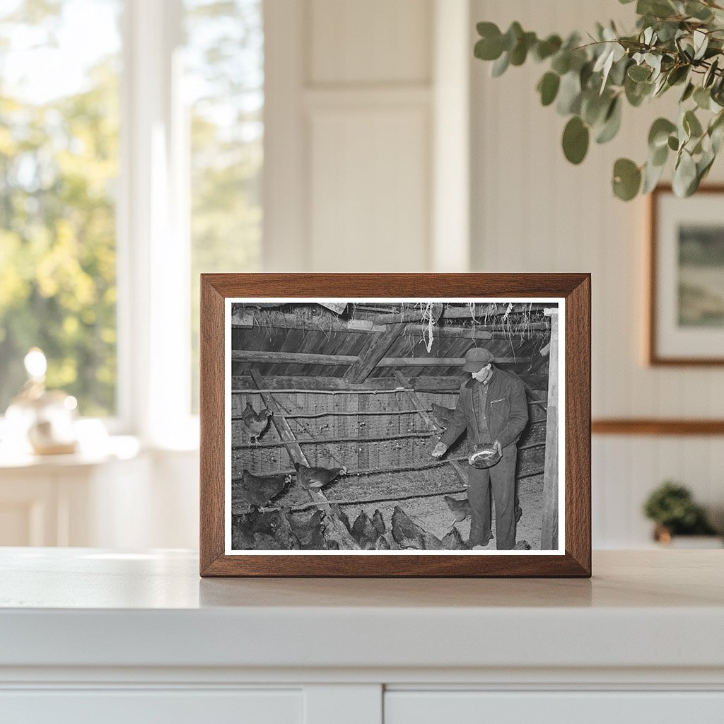 Feeding Chickens on a Vermont Farm October 1939