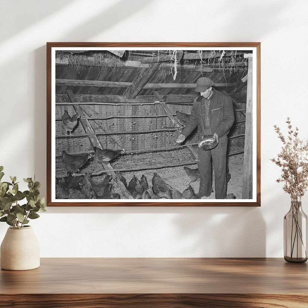 Feeding Chickens on a Vermont Farm October 1939