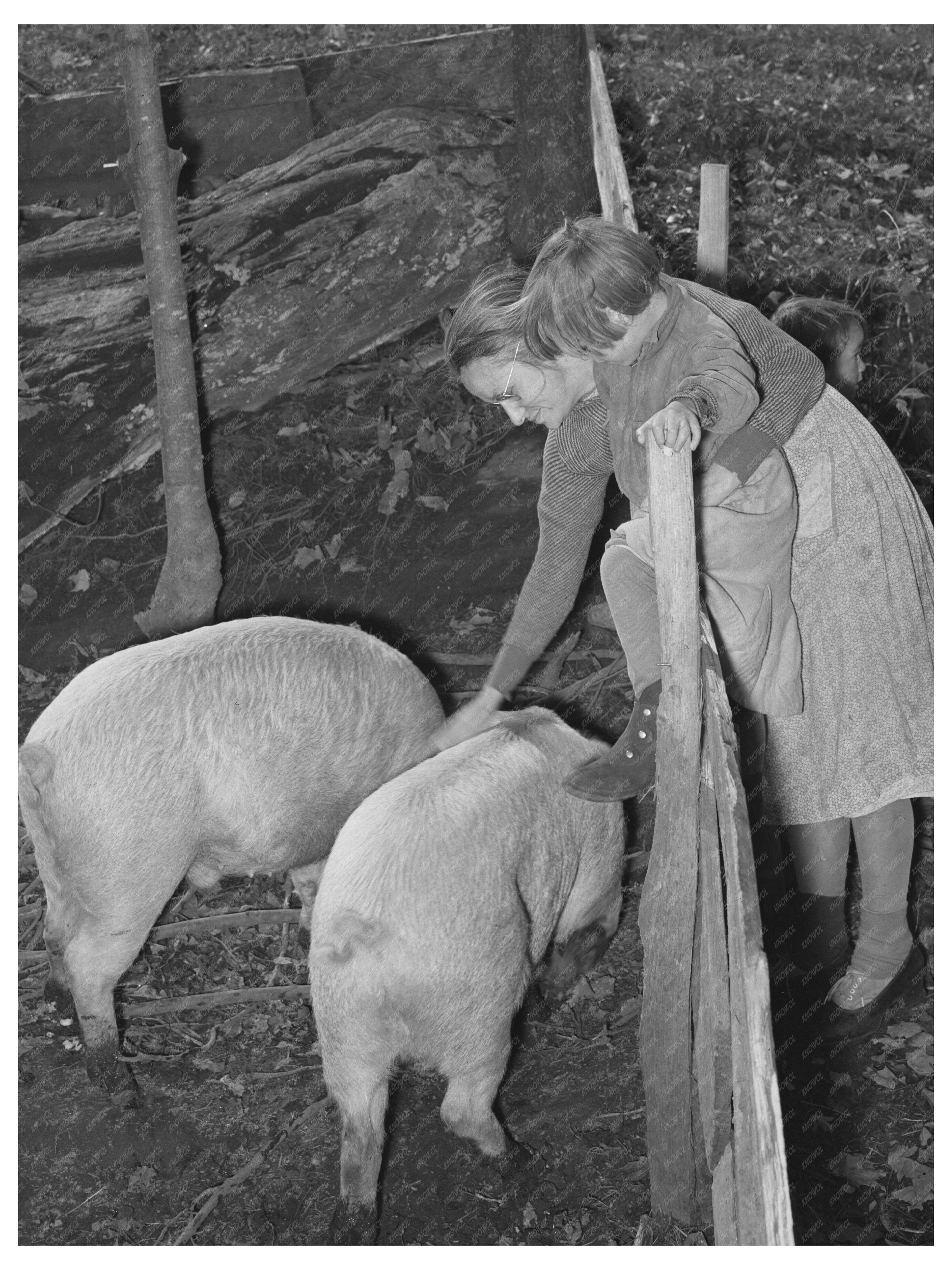 Farm Family Interacting with Pigs in Vermont 1939
