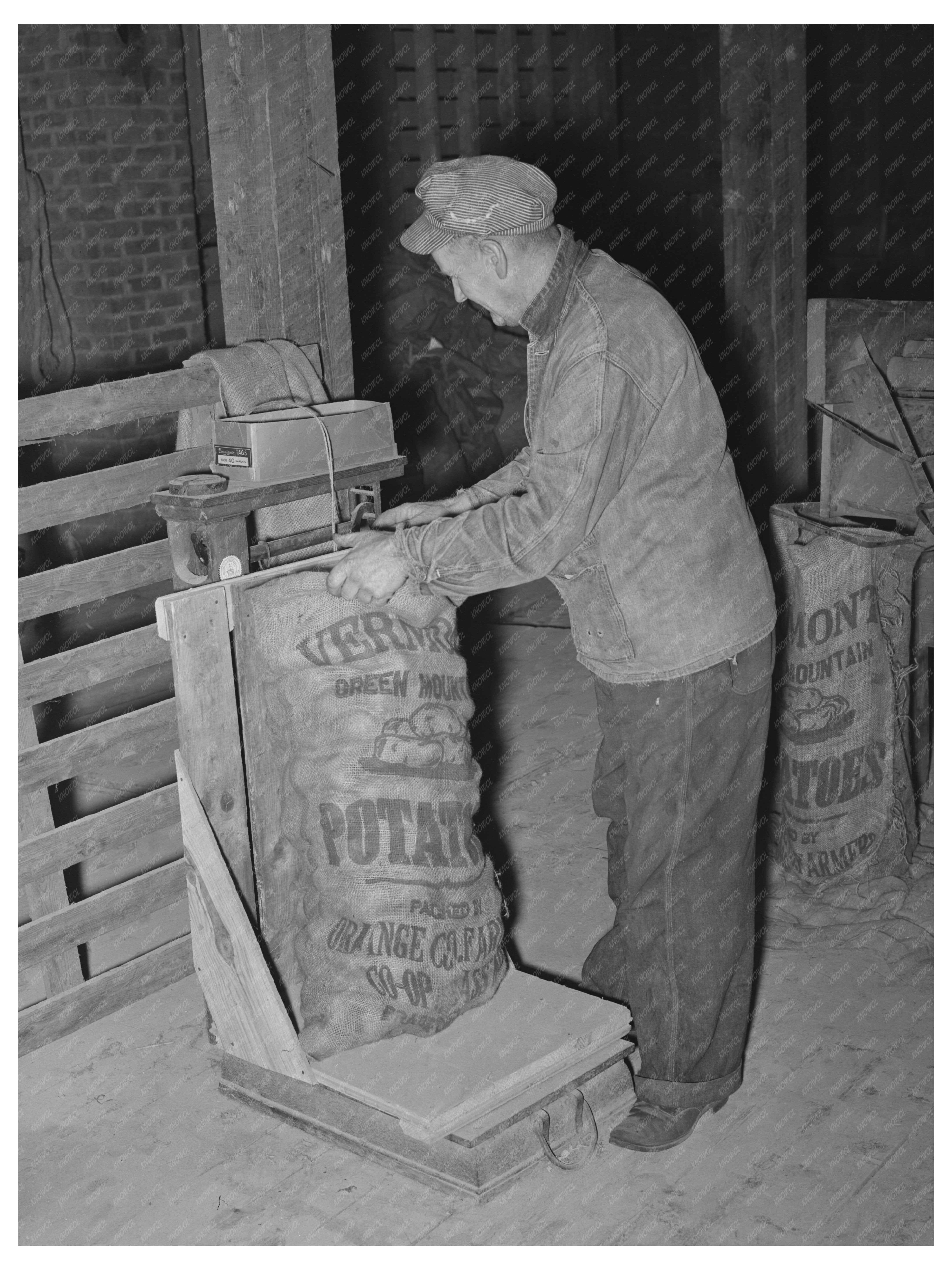 Weighing Seed Potatoes in Bradford Vermont October 1939