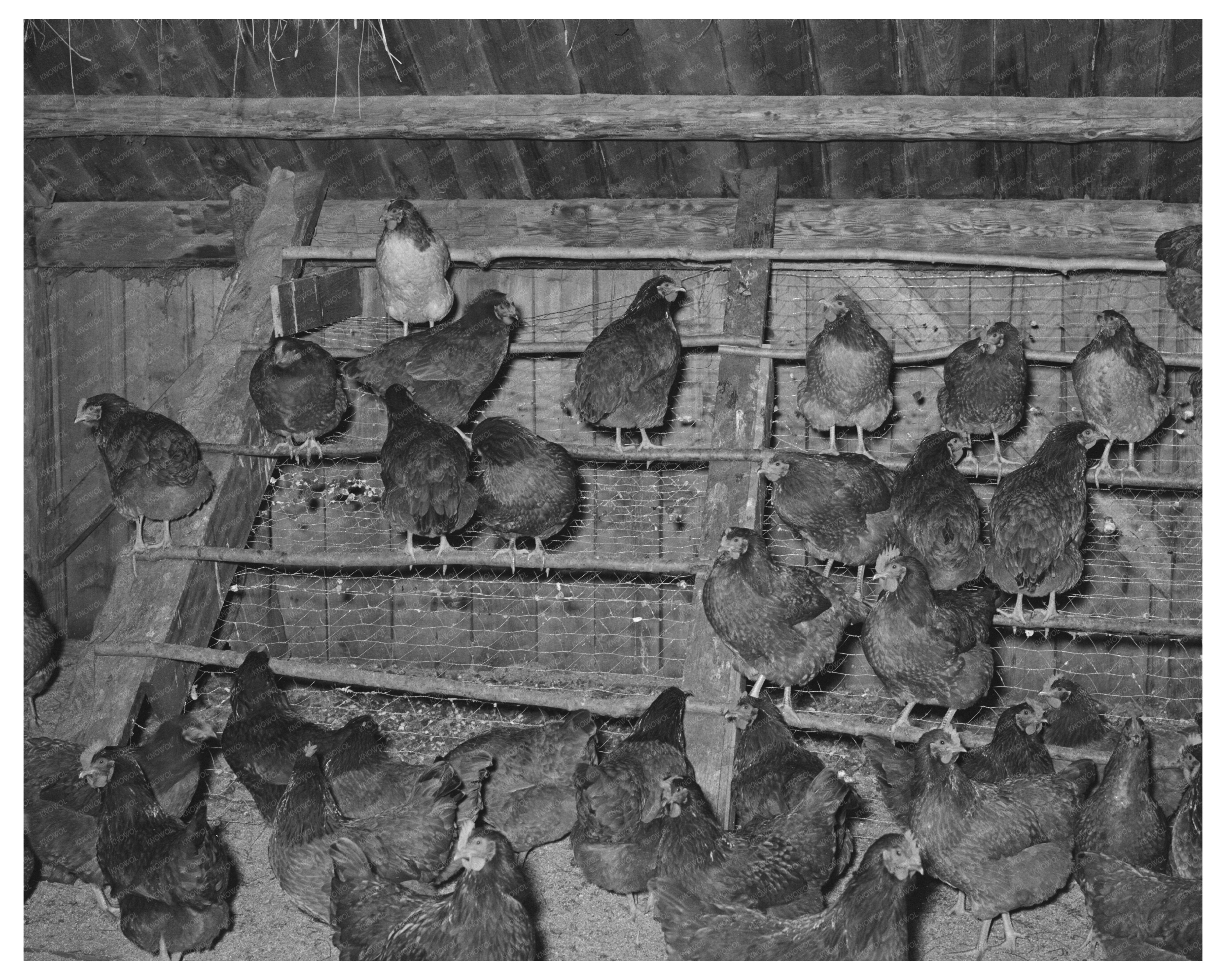 Hen House in Orange County Vermont 1939