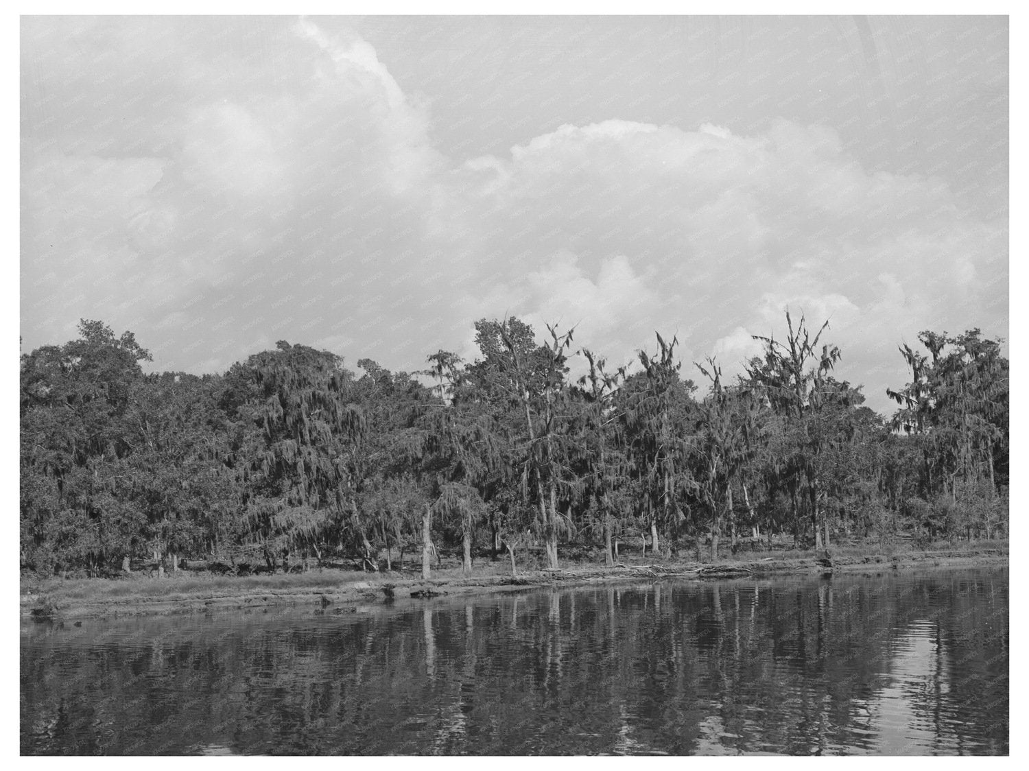 Moss-Covered Trees at Port of Houston Texas 1939