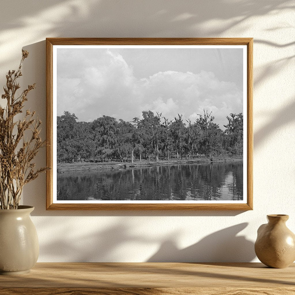 Moss-Covered Trees by Port of Houston Texas 1939