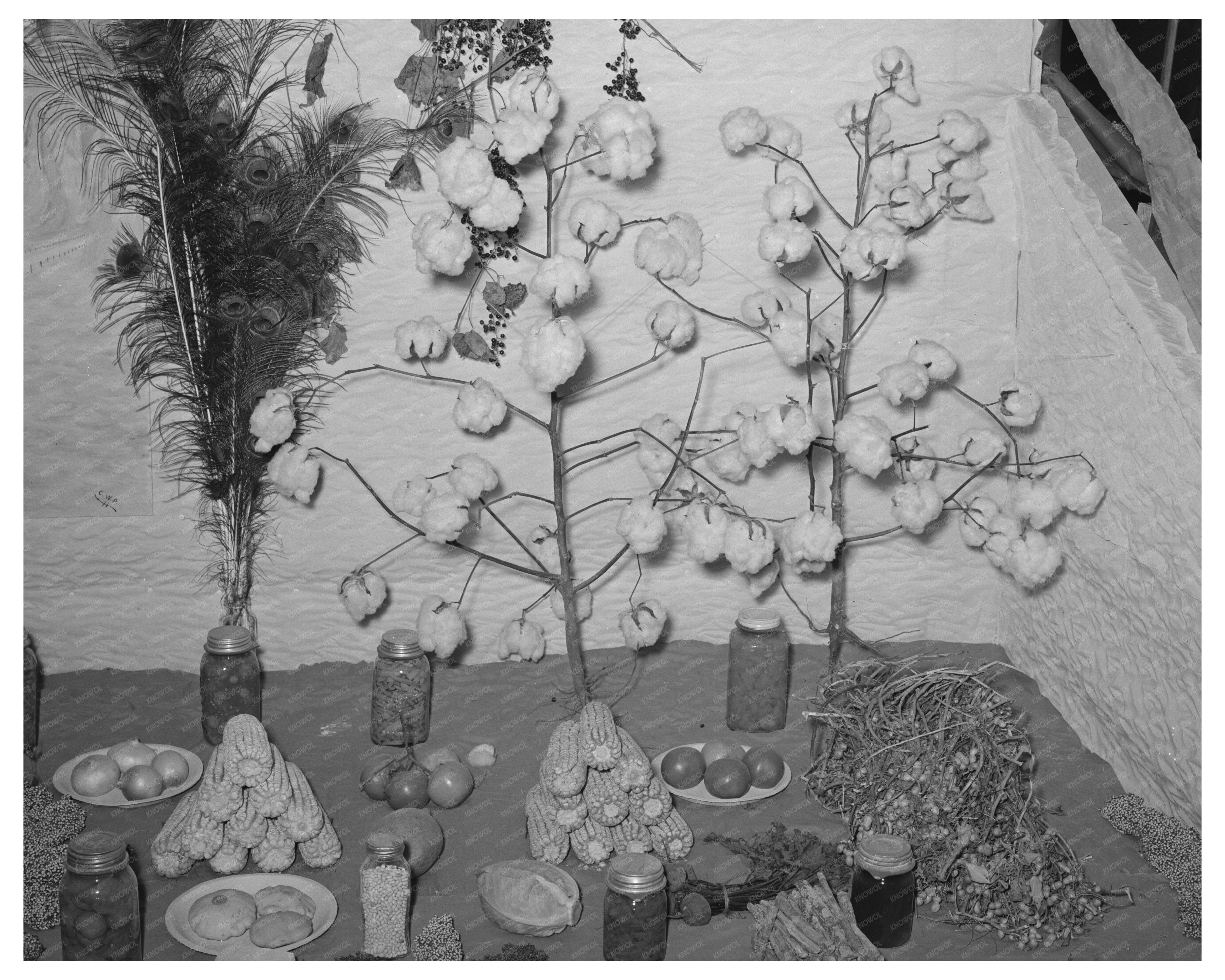 Gonzales County Fair Agricultural Exhibits 1939