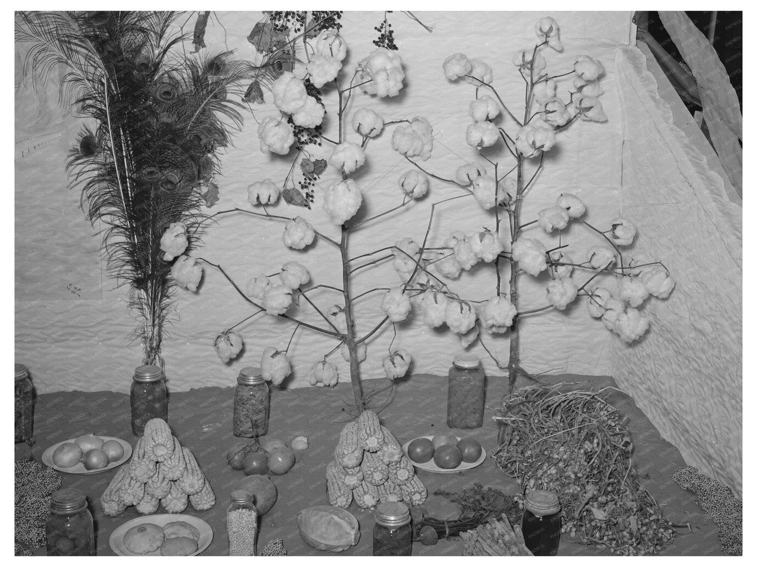 Gonzales County Fair Agricultural Exhibits November 1939