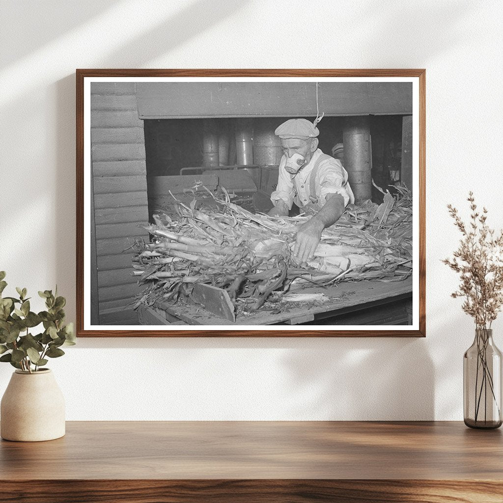 Worker Collecting Fodder in Taylor Texas 1939