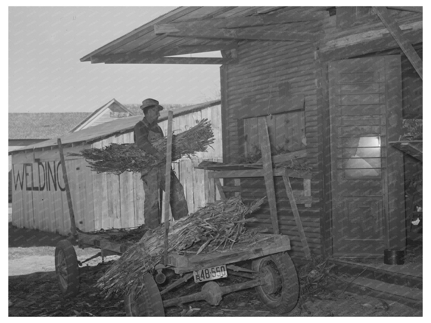 Farmer Unloading Corn at Feed Mill Taylor Texas 1939