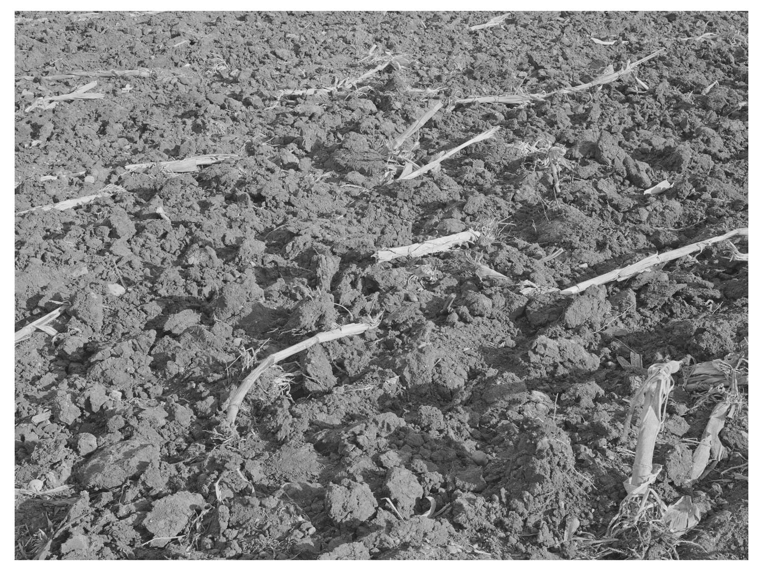 Plowed Cornfield in McLennan County Texas 1939