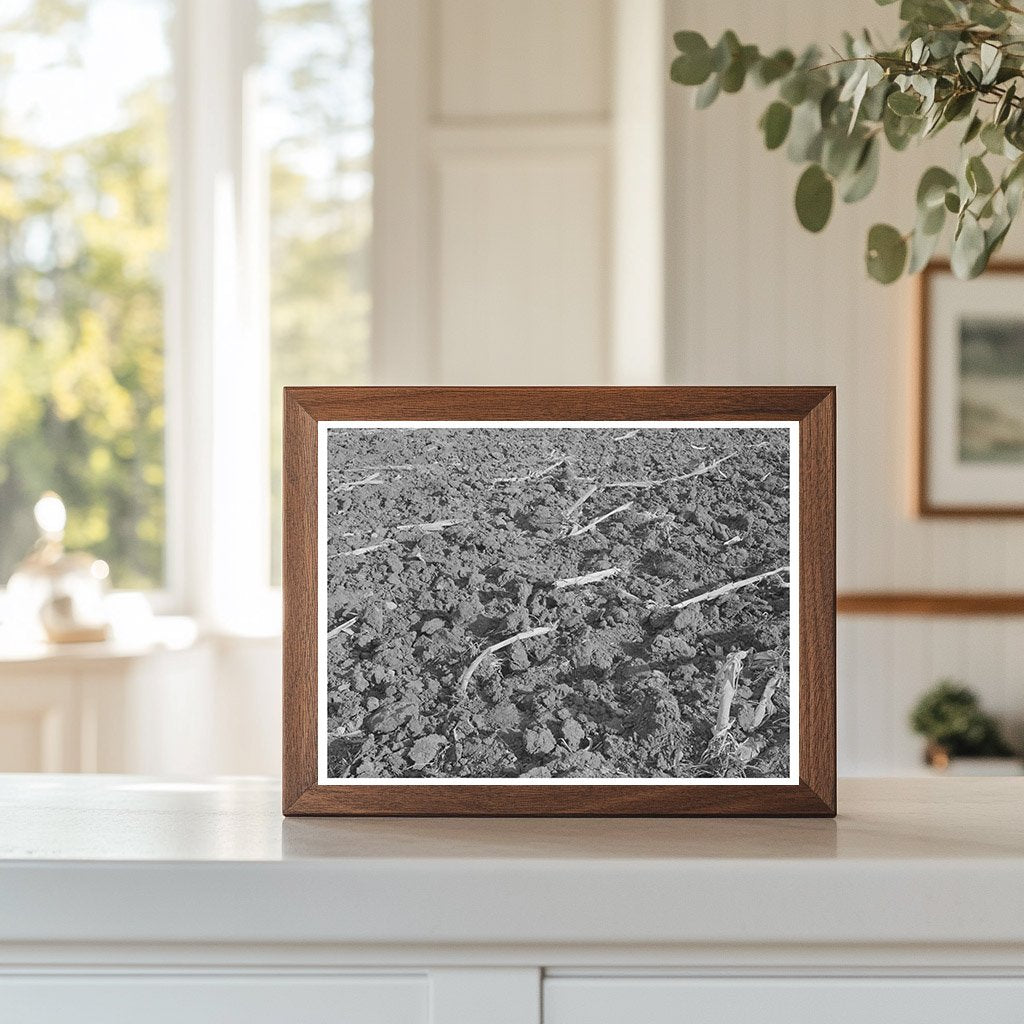 Plowed Cornfield in McLennan County Texas 1939
