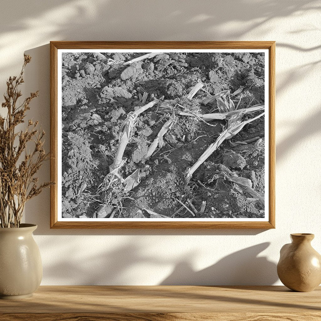 Cornfield Detail After Plowing McLennan County Texas 1939