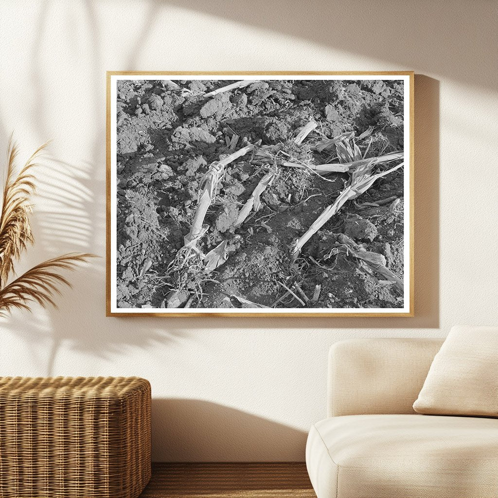 Cornfield Detail After Plowing McLennan County Texas 1939