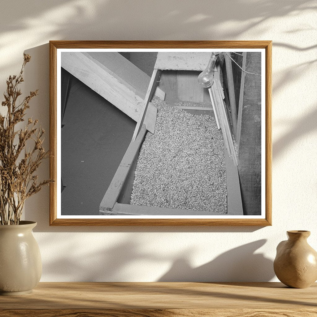 Peanut Shelling Plant Comanche Texas November 1939