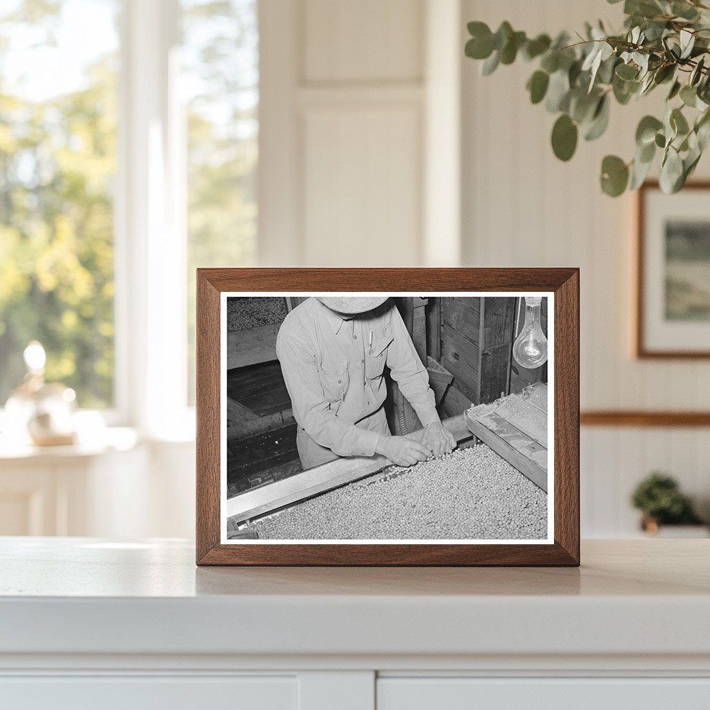 Workers Cleaning Screens at Peanut-Shelling Plant 1939