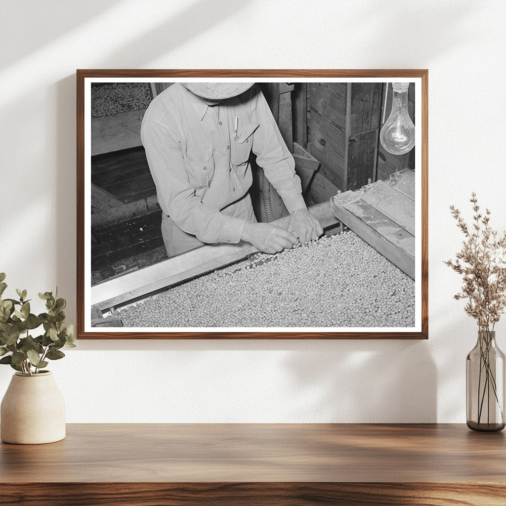 Workers Cleaning Screens at Peanut-Shelling Plant 1939