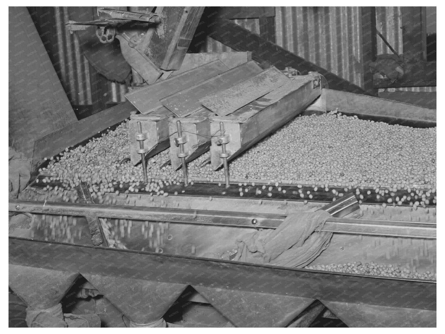 Peanut Grading Facility Workers Comanche Texas 1939