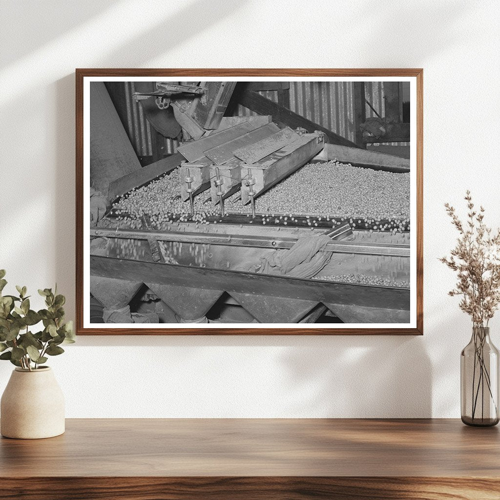 Peanut Grading Facility Workers Comanche Texas 1939