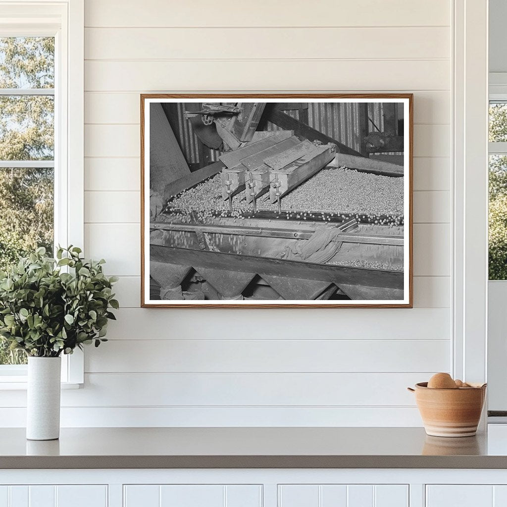 Peanut Grading Facility Workers Comanche Texas 1939
