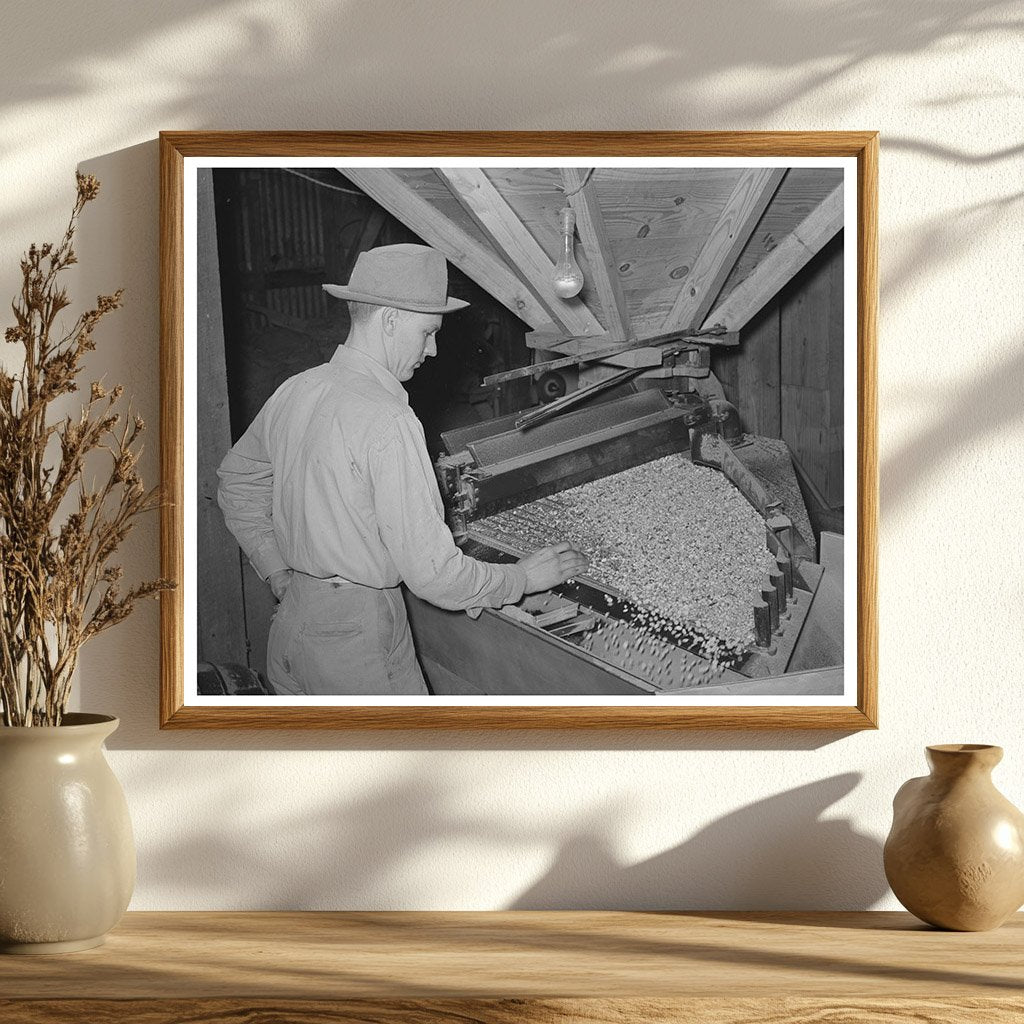 Peanut Grader at Comanche Texas Shelling Plant 1939