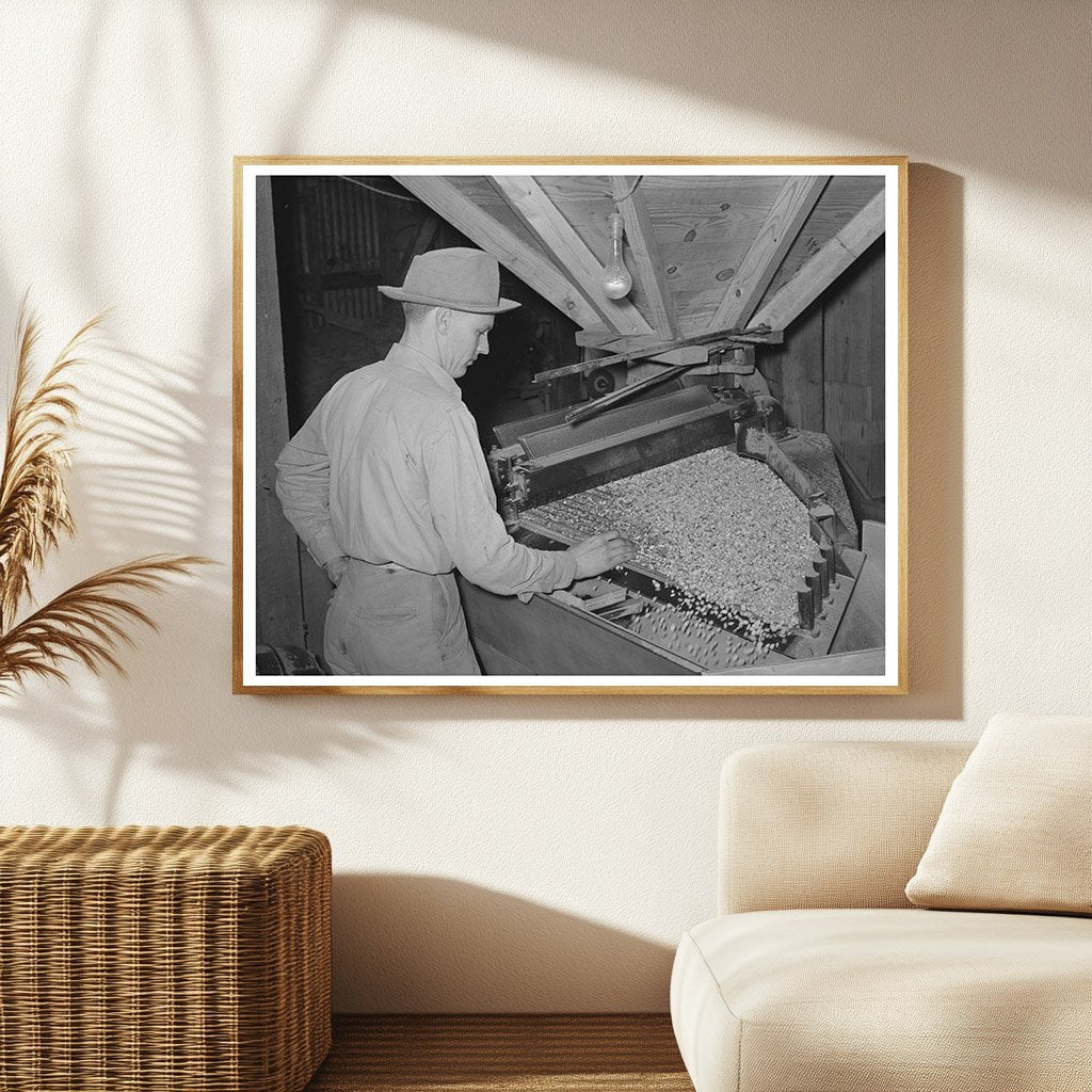 Peanut Grader at Comanche Texas Shelling Plant 1939