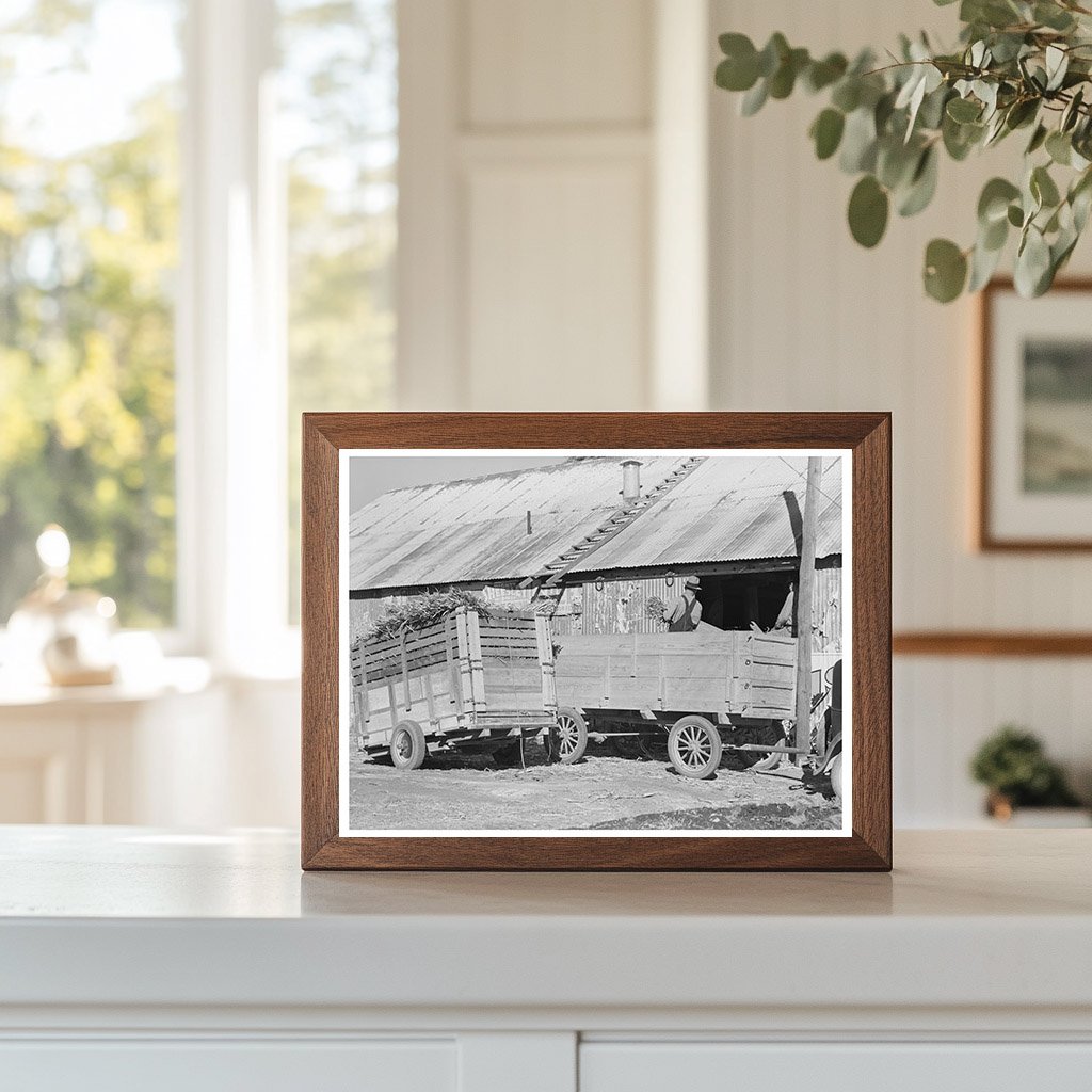 Corn Stover Unloading at Feed Mill Taylor Texas 1939