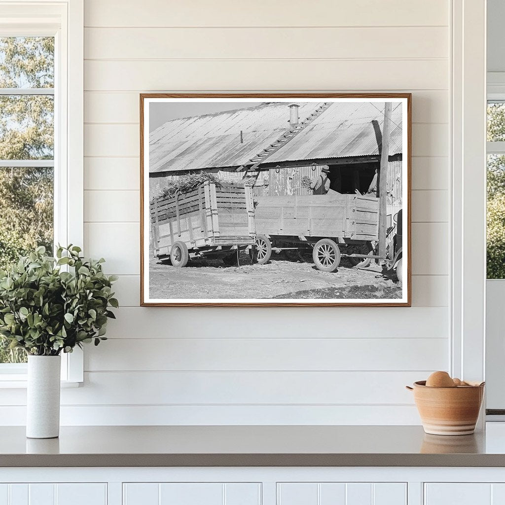 Corn Stover Unloading at Feed Mill Taylor Texas 1939