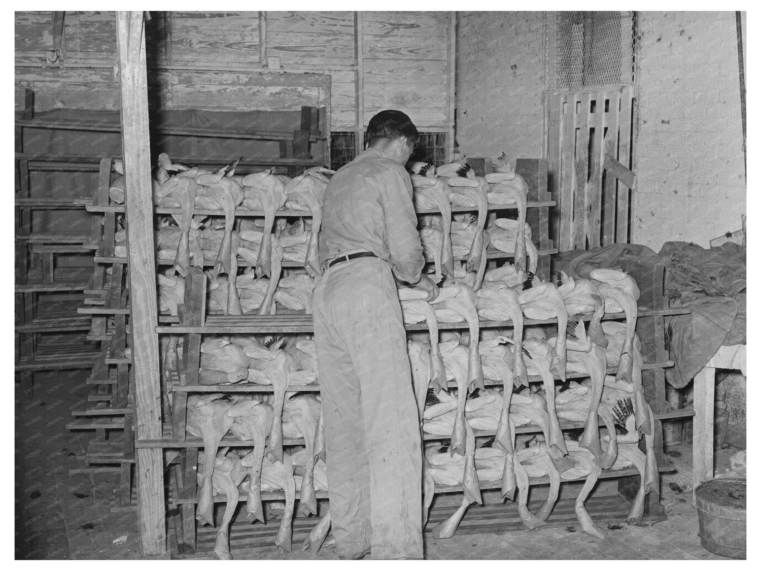 Workers Processing Turkeys in Brownwood Texas 1939