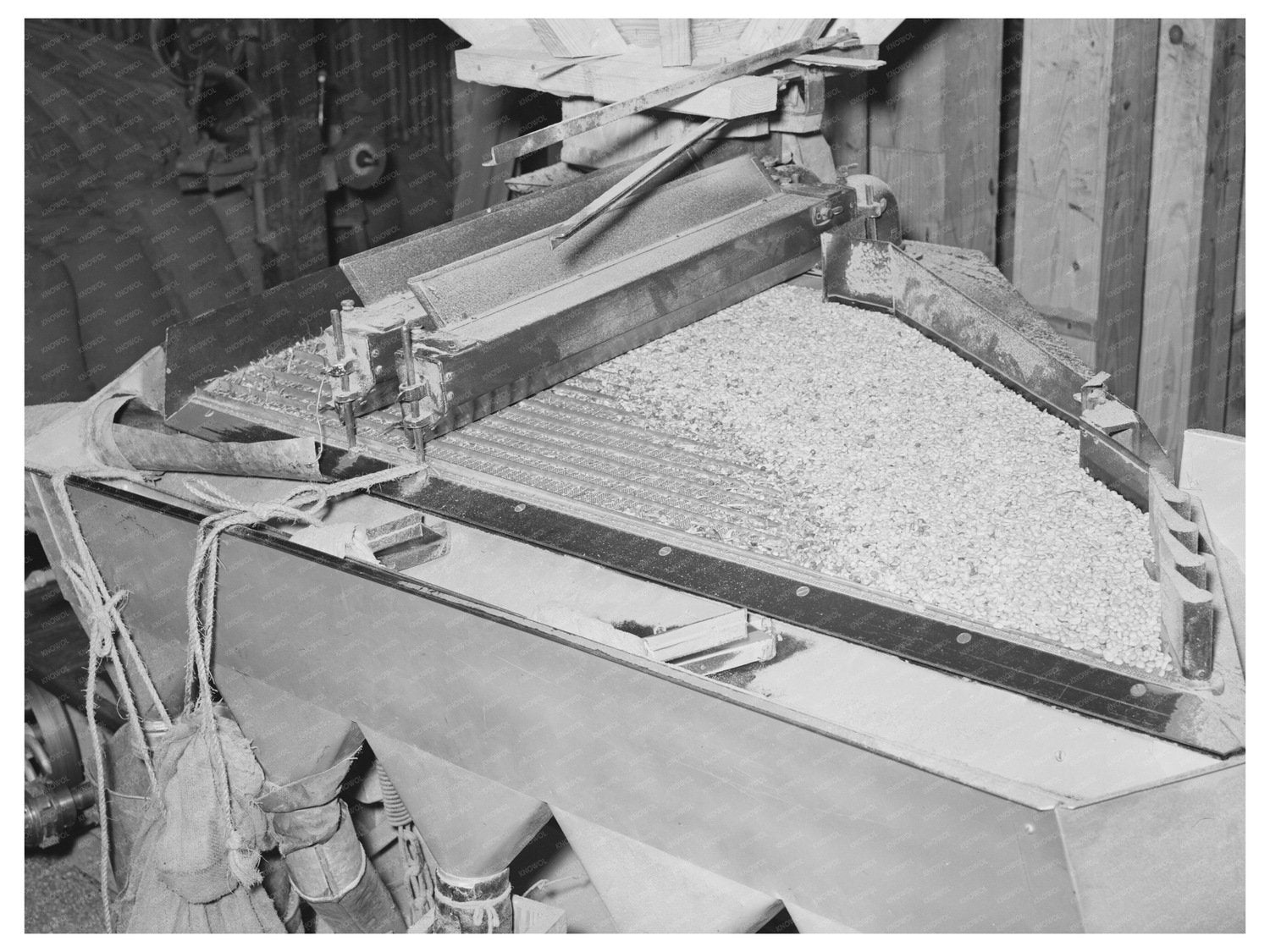 Peanut Grading Operation Comanche Texas 1939
