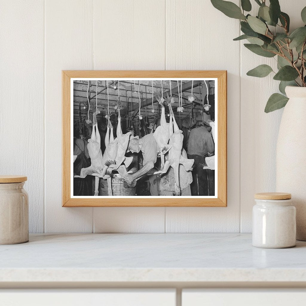 Sponge Necking Freshly Picked Turkeys Brownwood Texas 1939