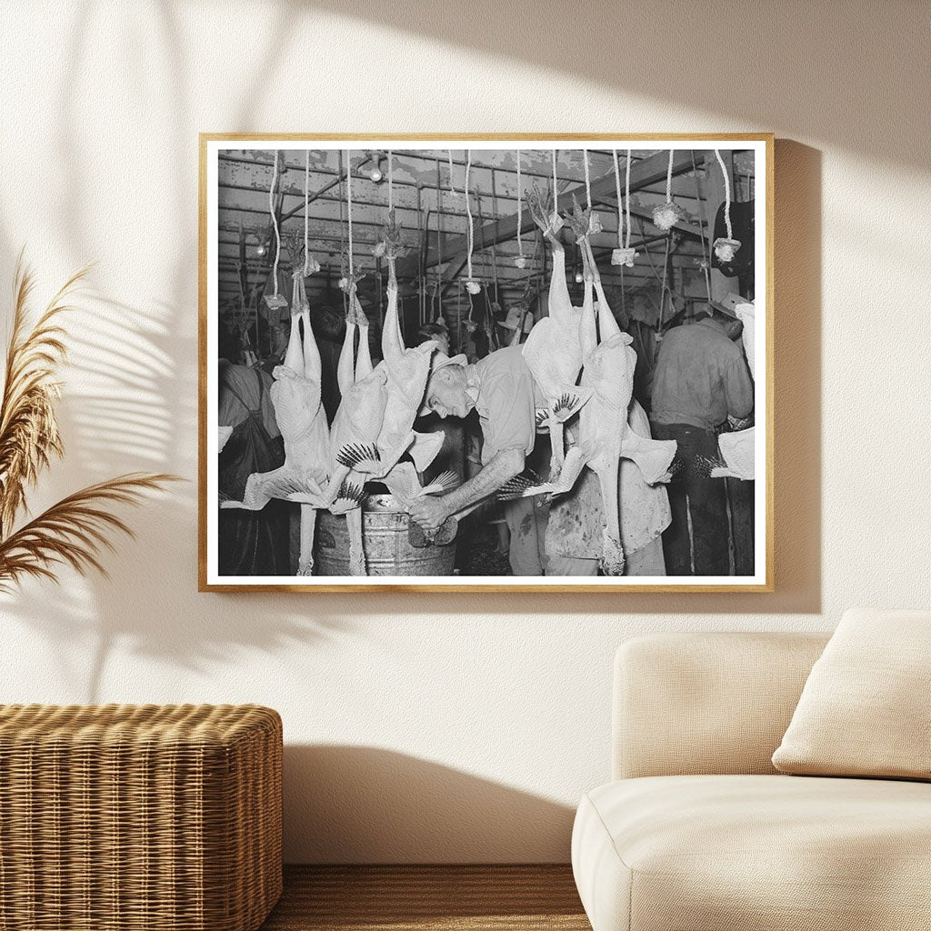 Sponge Necking Freshly Picked Turkeys Brownwood Texas 1939