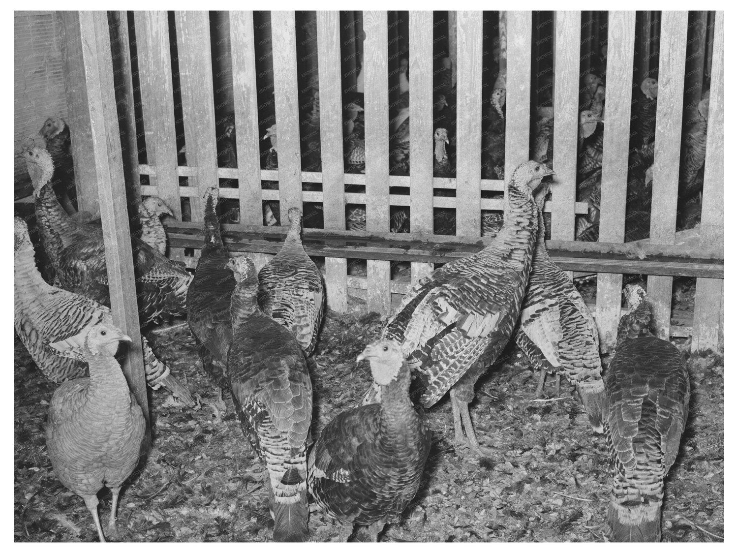 Turkeys in Pen at Poultry Plant Brownwood Texas 1939