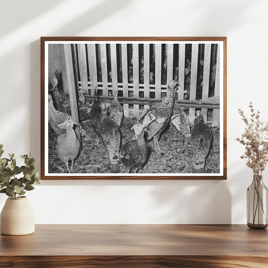 Turkeys in Pen at Poultry Plant Brownwood Texas 1939