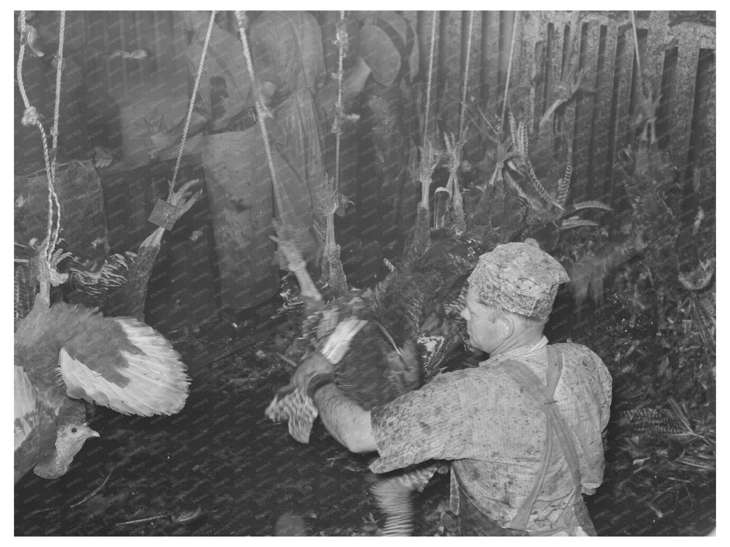 Turkey Processing Facility Brownwood Texas 1939
