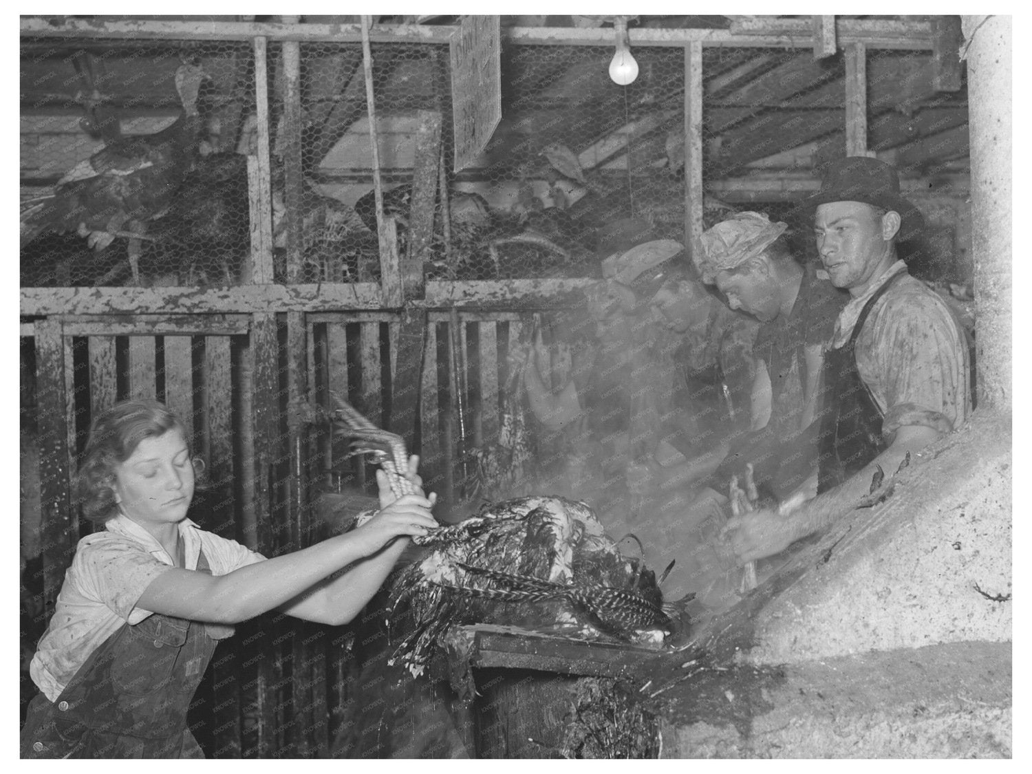 Vintage Poultry Processing in Brownwood Texas 1939