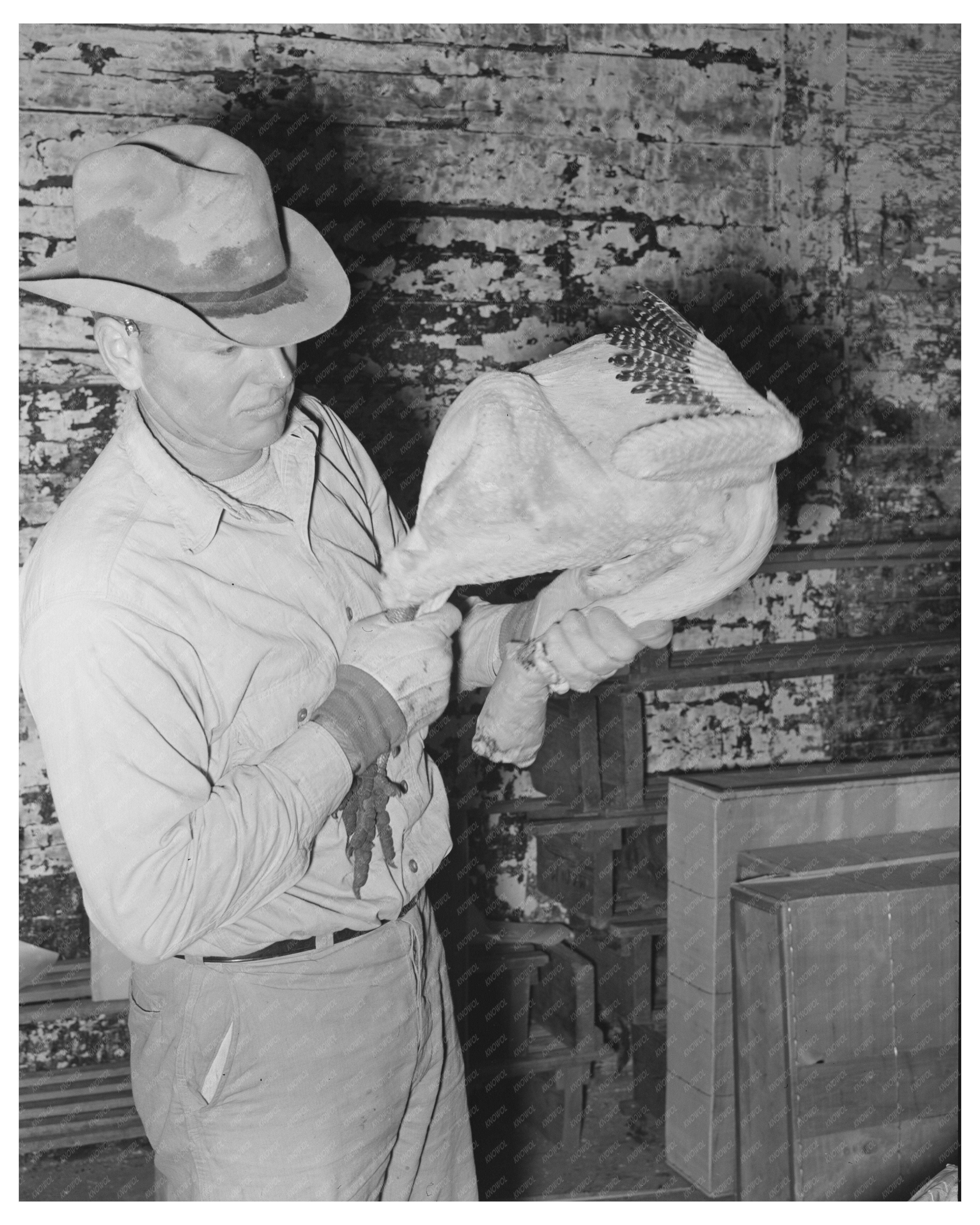 Grading Turkeys at Cold Storage Plant Texas 1939
