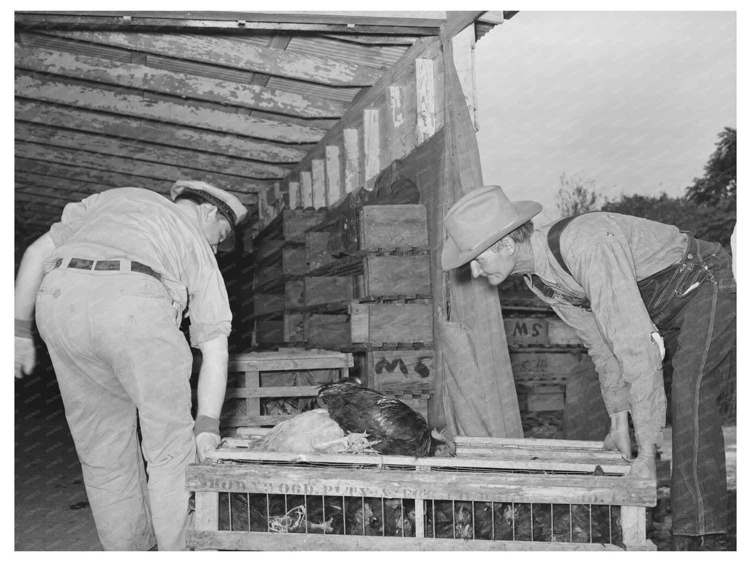 Workers with Crate of Chickens Brownwood Texas 1939