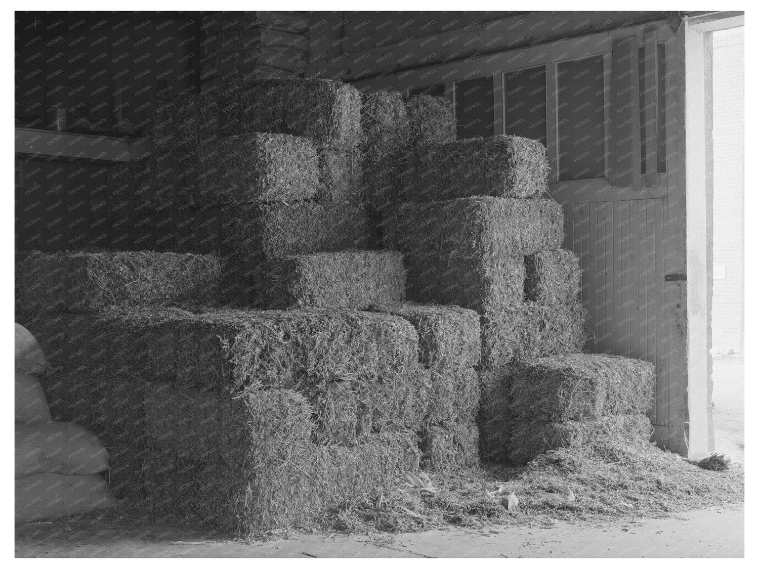 Peanut Hay Storage in Brownwood Texas November 1939