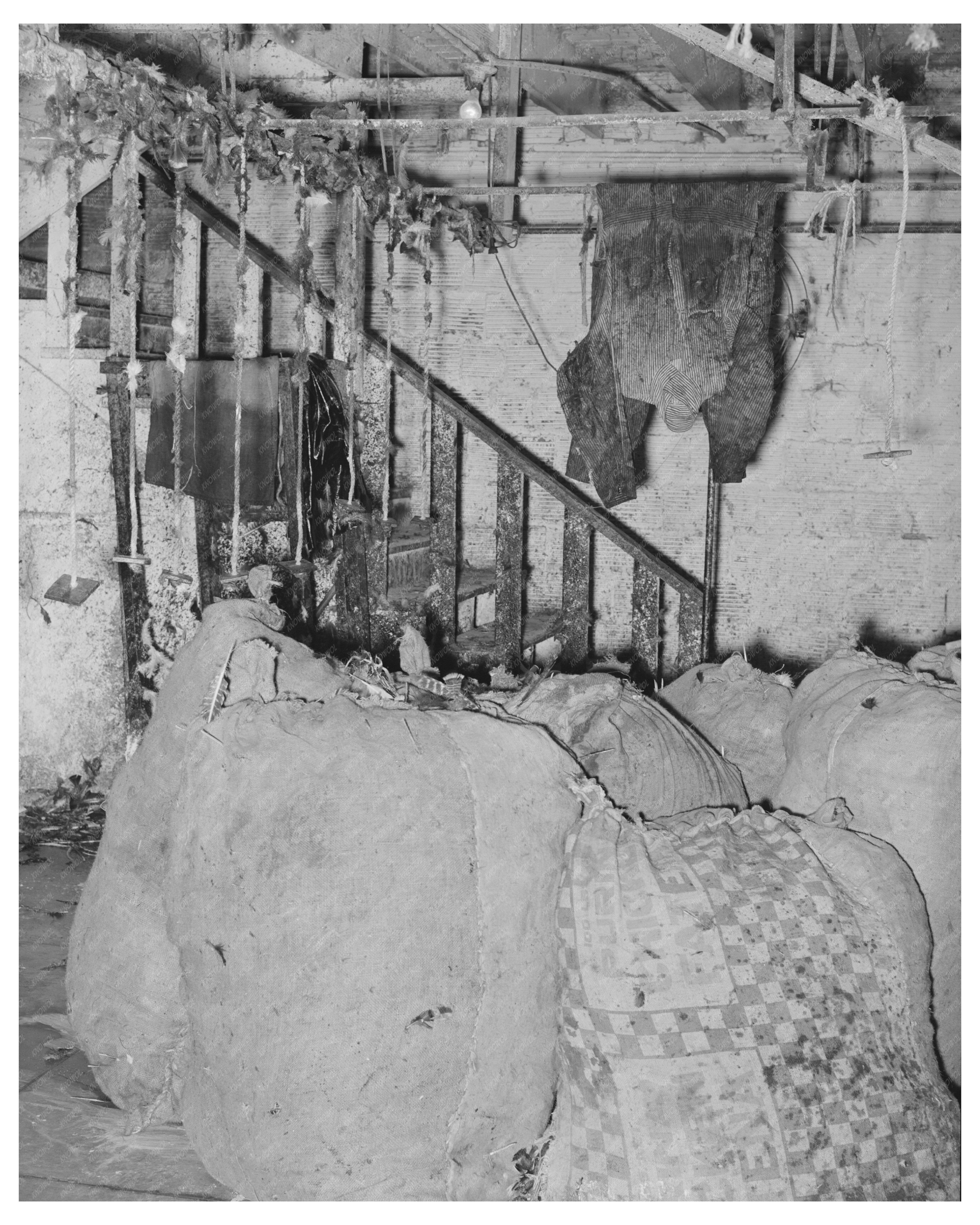 Vintage Poultry Industry Photo Brownwood Texas 1939