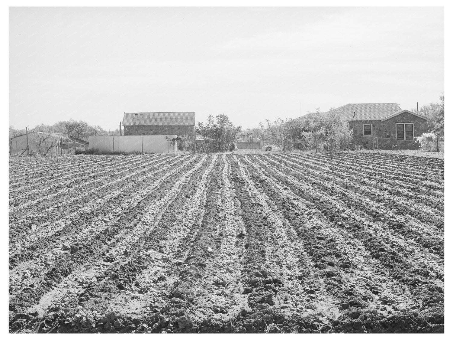Young Spinach Plants on Truck Farm Tom Green County 1939