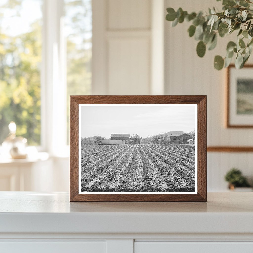 Young Spinach Plants on Truck Farm Tom Green County 1939