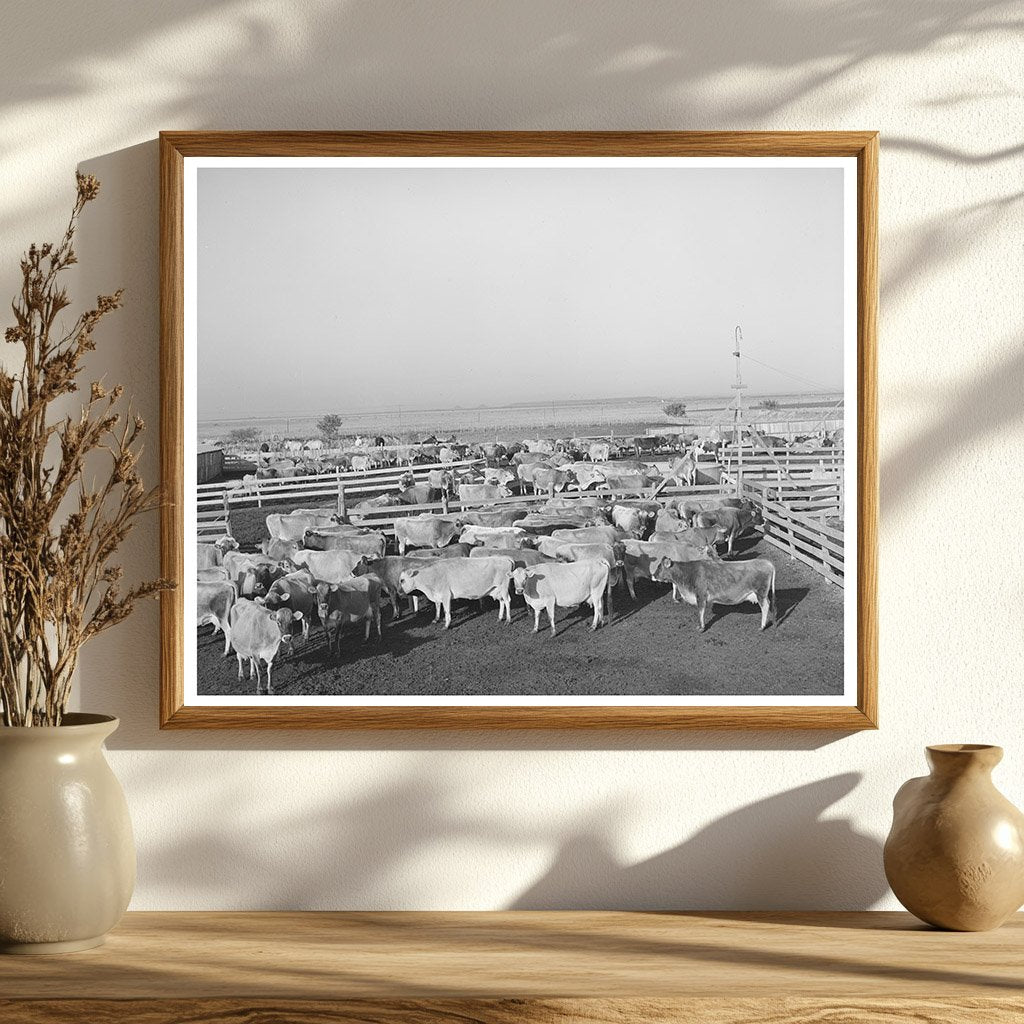 Cattle Herd in Dairy Pens Tom Green County Texas 1939