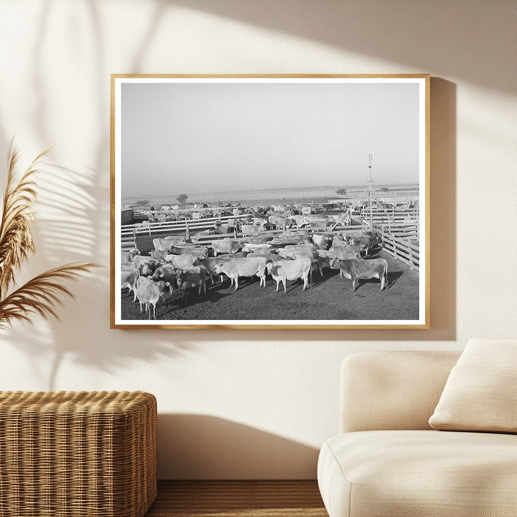Cattle Herd in Dairy Pens Tom Green County Texas 1939