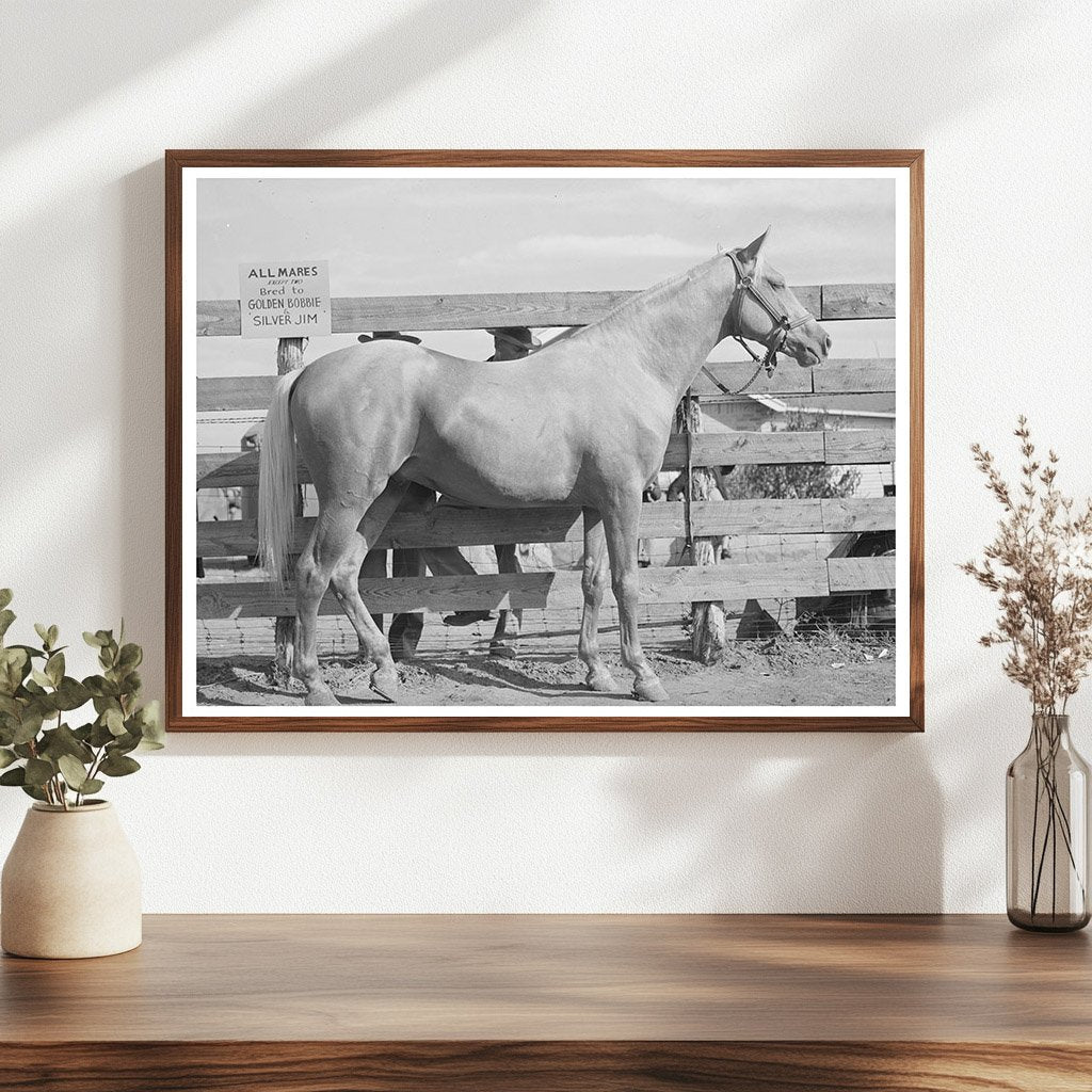 Palomino Mare Auction Sale El Dorado Texas 1939