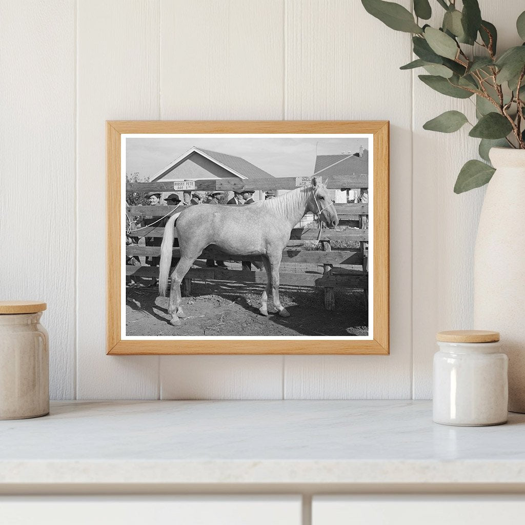 Palomino Horse Auction El Dorado Texas November 1939
